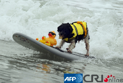組圖：美國加州舉辦狗狗沖浪比賽