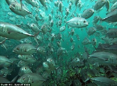 印尼水下攝影獎(jiǎng)?wù)掌@艷出爐 獎(jiǎng)金高于同類比賽