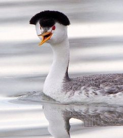  攝影師抓拍“怒發(fā)沖冠”