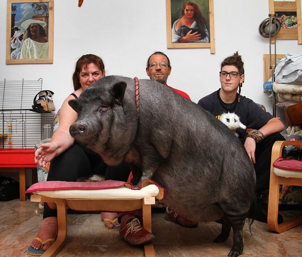 意寵物豬愛吃甜食重達(dá)90公斤 英豬寶貝游泳回家夠聰明