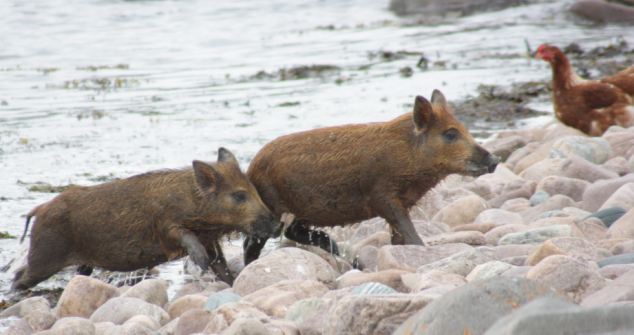 意寵物豬愛吃甜食重達(dá)90公斤 英豬寶貝游泳回家夠聰明