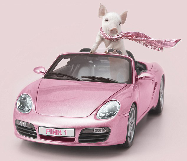 快樂小豬愛拍照 或賣力鍛煉或扮購物狂