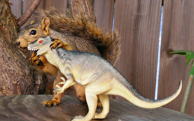 圖:小松鼠“愛上”塑料霸王龍 又親又抱真逗樂