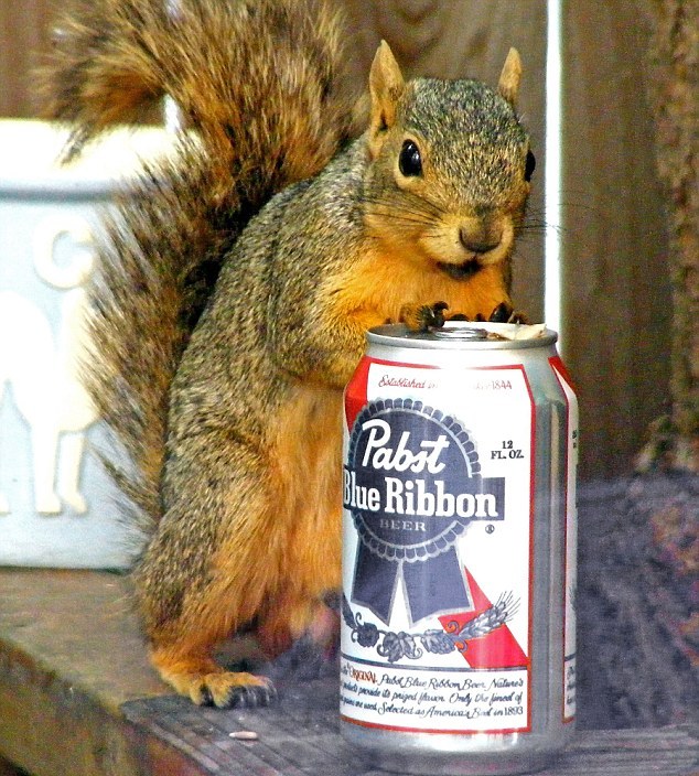 圖:小松鼠“愛上”塑料霸王龍 又親又抱真逗樂