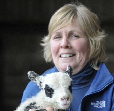 英農(nóng)場主培育出“熊貓羊羔” 黑眼圈、黑耳朵萌煞人