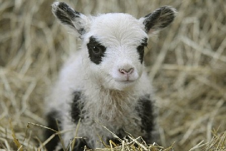 英農(nóng)場主培育出“熊貓羊羔” 黑眼圈、黑耳朵萌煞人