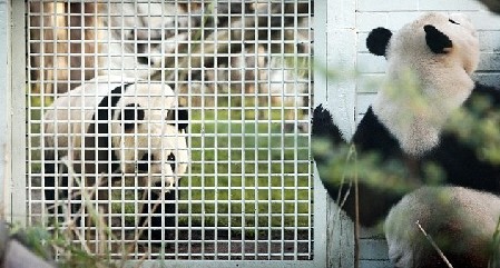 英農(nóng)場主培育出“熊貓羊羔” 黑眼圈、黑耳朵萌煞人