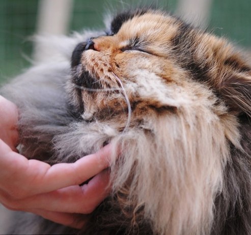 塞爾維亞罕見(jiàn)“雙面”貓咪 生性靦腆怕拍照