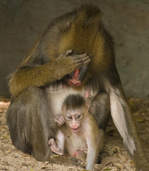 曬日光浴、說悄悄話、害怕鏡頭 動物擬人照妙趣橫生