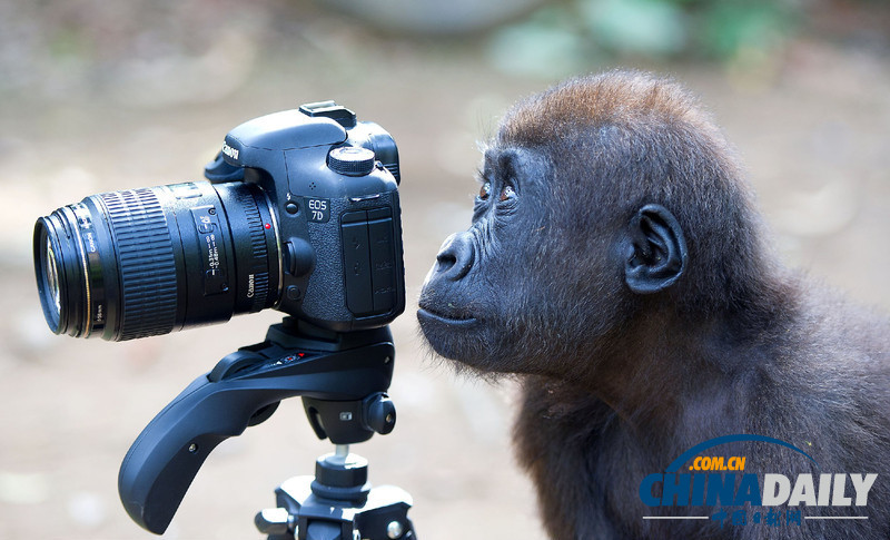 盤點動物界的“攝影大師”（高清組圖）