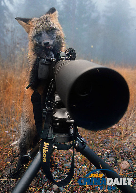 盤(pán)點(diǎn)動(dòng)物界的“攝影大師”（高清組圖）
