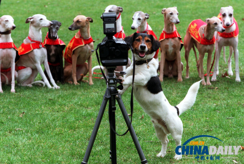 盤點(diǎn)動(dòng)物界的“攝影大師”（高清組圖）