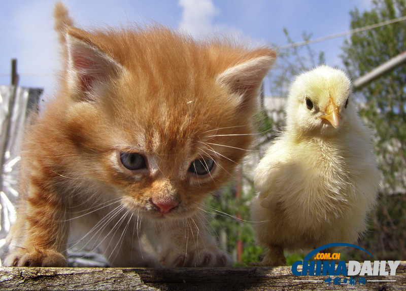 七夕動物秀恩愛 跨越物種情亦堅（高清組圖）