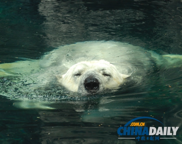 北極熊使者谷斯的美麗瞬間