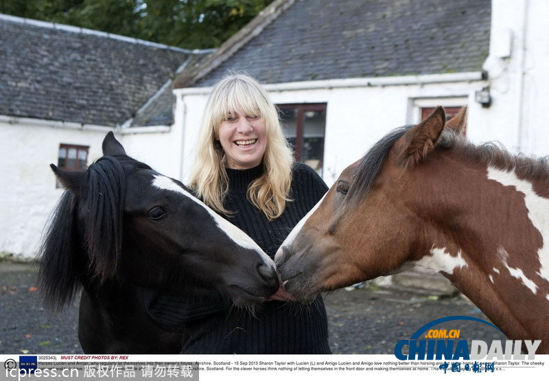 馬兒不怕生 融入人類家庭超和諧