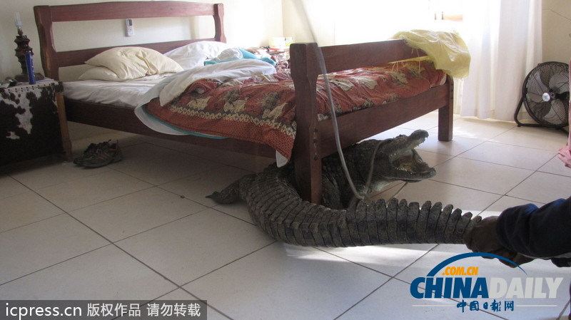 津巴布韋鱷魚潛入民居 藏身床下一夜未被發(fā)現(xiàn)