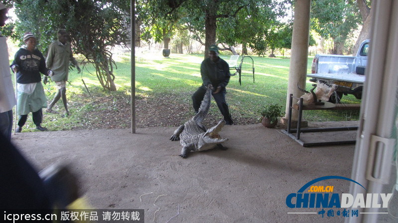 津巴布韋鱷魚(yú)潛入民居 藏身床下一夜未被發(fā)現(xiàn)