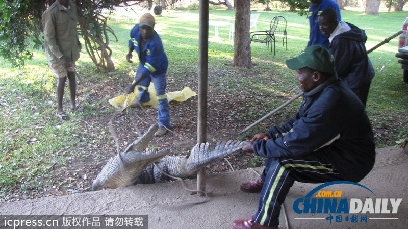 津巴布韋鱷魚潛入民居 藏身床下一夜未被發(fā)現(xiàn)