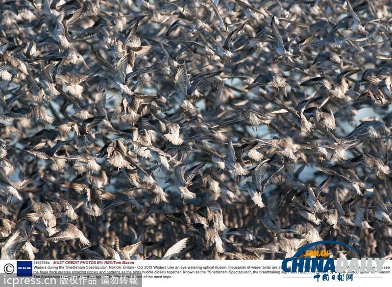 英國自然保護(hù)區(qū)萬只海鳥聚集 密密麻麻讓人眼花