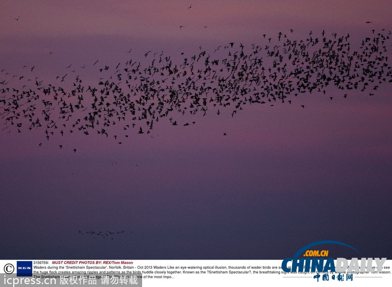 英國(guó)自然保護(hù)區(qū)萬(wàn)只海鳥(niǎo)聚集 密密麻麻讓人眼花