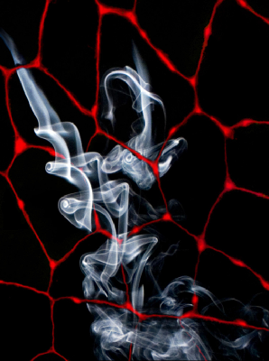 動(dòng)物照片拍案驚奇:螞蟻銜重物、烏鴉釣美食