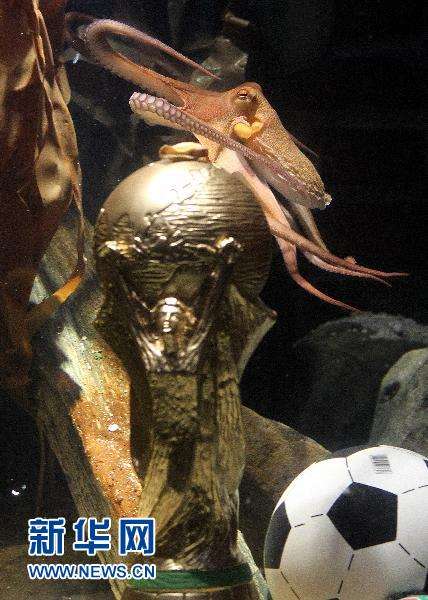 保羅身價(jià)水漲船高 將成章魚界首個(gè)“百萬富翁”