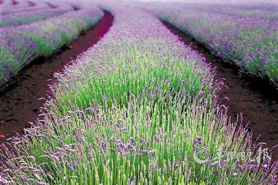 玩轉(zhuǎn)蛇年！盤點(diǎn)春節(jié)各大主題旅游線路（組圖）