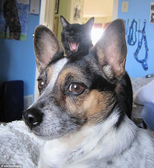 組圖：英網(wǎng)友曬自家寵物“搶鏡”照