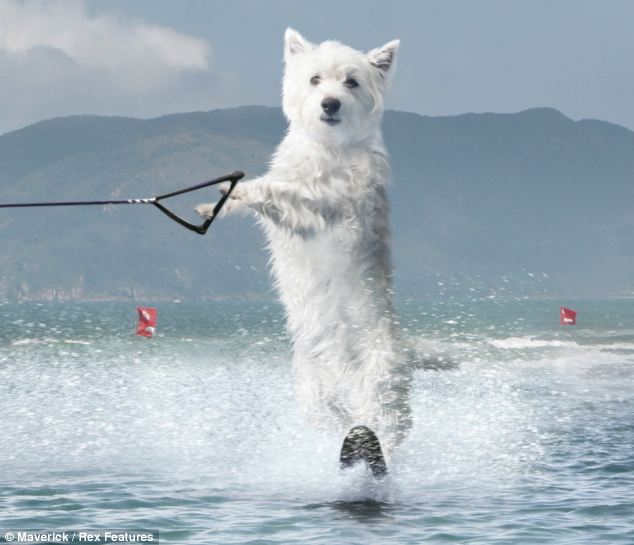 組圖：蘋果推“沖浪小狗”程序提振人心