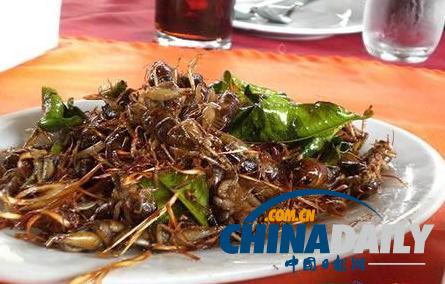 世界各地超級(jí)恐怖的蟲子大餐(組圖)