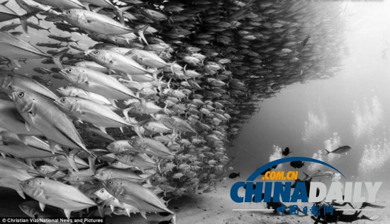 水下攝影大賽：裸女萌海豹兇殘鯊魚