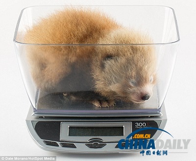 小熊貓寶寶亮相美動(dòng)物園 似小絨球萌翻眾人(圖)