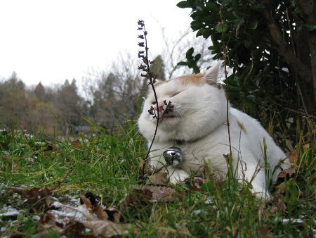 貓叔大白的故鄉(xiāng)：巖手水產(chǎn)企業(yè)頭疼資金和勞動(dòng)力不足