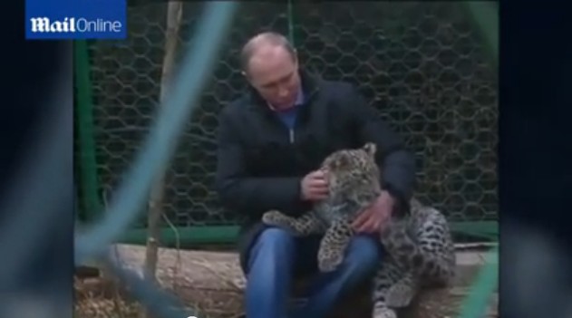 普京現(xiàn)身索契 與勇猛波斯豹幼崽玩耍