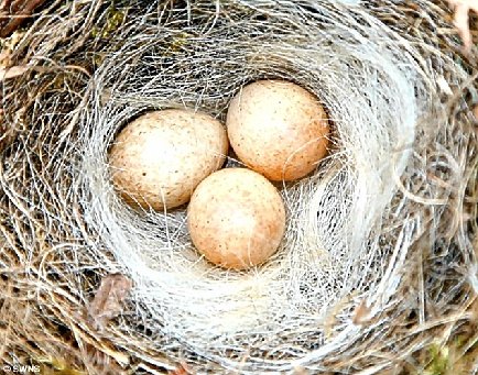 英國小鳥兒變廢為寶 用人類頭發(fā)搭建窩巢