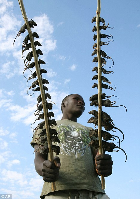 過(guò)街老鼠竟成盤中美味 馬拉維民眾熱捧鼠肉