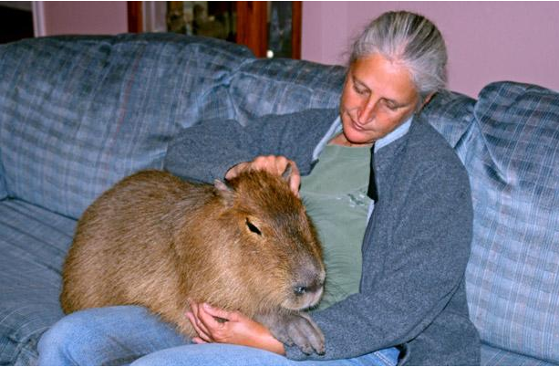 美國(guó)婦女養(yǎng)“巨鼠”水豚當(dāng)寵物 靚照引爆網(wǎng)絡(luò)