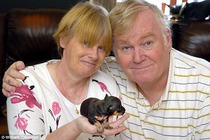 英吉娃娃狗10厘米長 有望打破世界最小狗紀錄