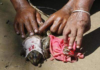 印度村莊為青蛙辦盛大婚禮 3000人參加祈求降雨