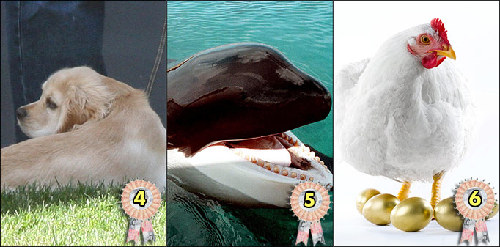 2009年世界寵物富豪榜 牧羊犬身價超2億英鎊