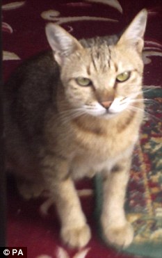 全球500人捐路費(fèi) 駐伊英軍英雄犬有望一月后飛英國(guó)