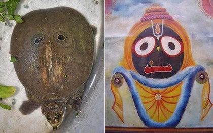 印度驚現(xiàn)背部“長眼”神龜 數(shù)千人頂禮膜拜