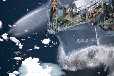 反捕鯨組織與日本捕鯨船再起沖突 遭高壓水槍驅(qū)趕