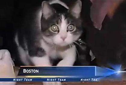 美國一寵物貓被選為陪審員 主人解釋后法院仍堅(jiān)持