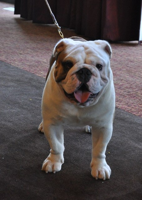 135屆西敏寺狗展情人節(jié)開幕 6新品種提前亮相