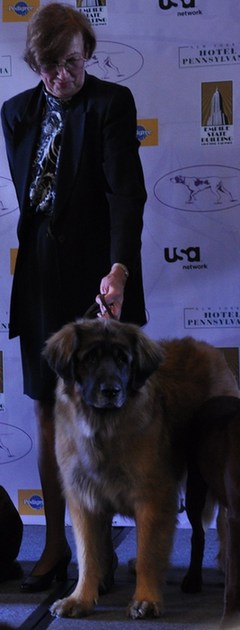 135屆西敏寺狗展情人節(jié)開幕 6新品種提前亮相