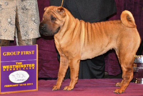 源自中國的犬西敏寺狗展大放異彩