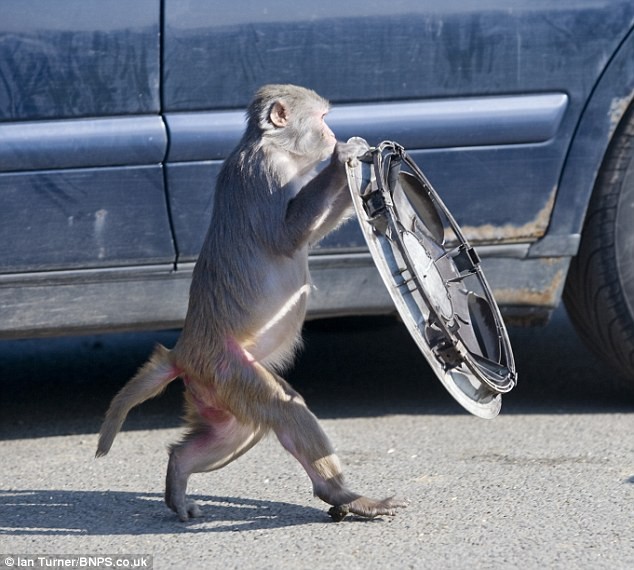 奔馳車拿來當(dāng)玩具 英國(guó)猴子命好惹人羨