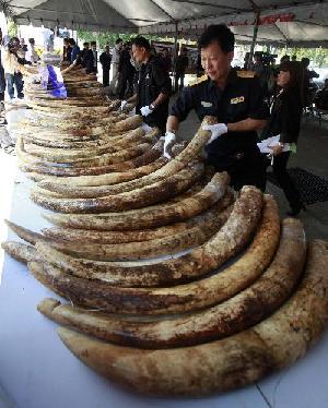 泰國海關(guān)破獲史上最大象牙走私案 價值達330萬美元