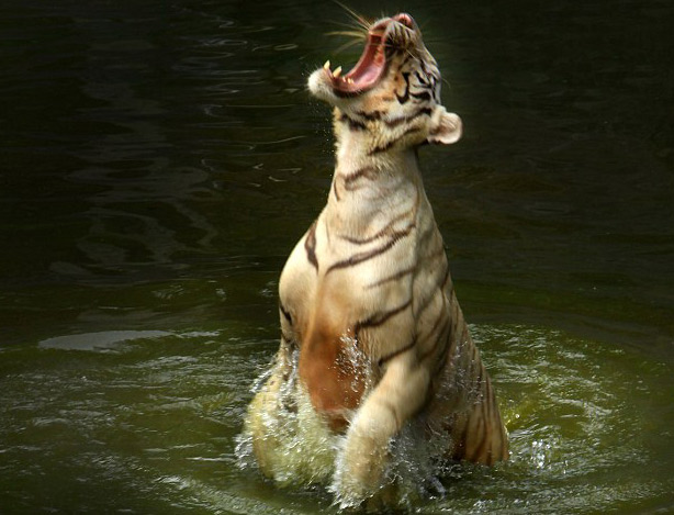 澳攝影師在泰國拍到孟加拉虎兇猛“奪食”照片